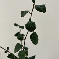 Ceanothus oliganthus, Hairy Ceanoths leaves