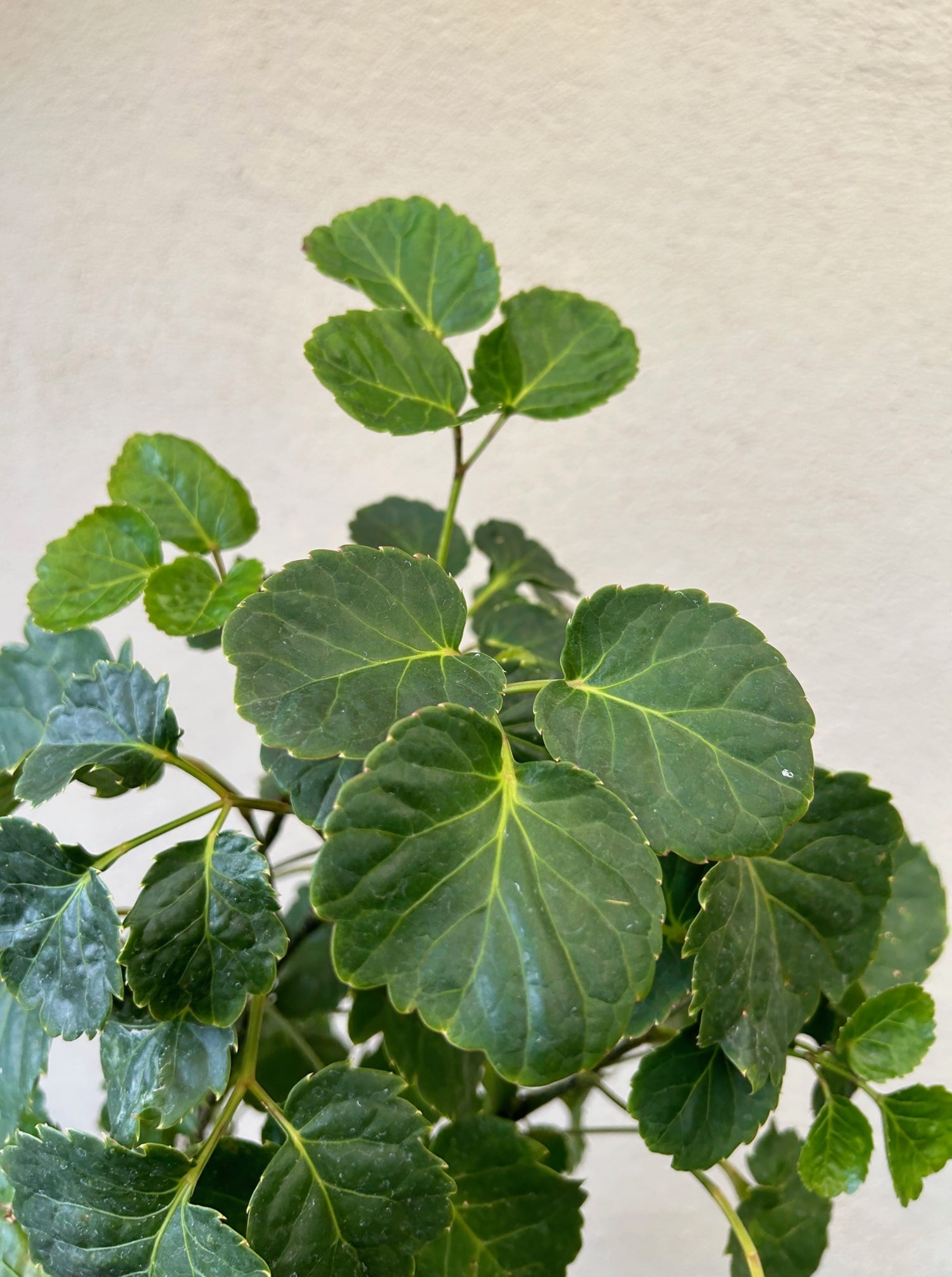 Aralia Balfour foliage