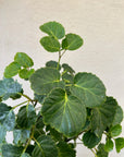 Aralia Balfour foliage