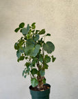 Aralia Balfour