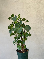 Aralia Balfour