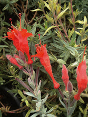 Epilobium canum (Zauschneria) 'Carman's Grey'