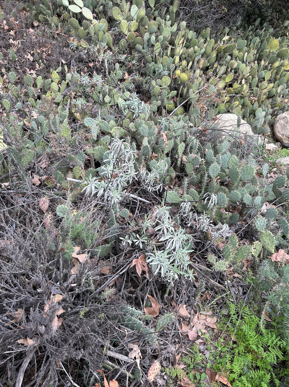 Salvia apiana, white sage + opuntia