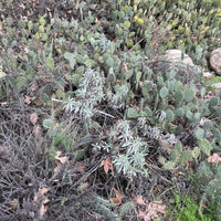 Salvia apiana, white sage + opuntia