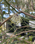 Hakea scoparia white flower