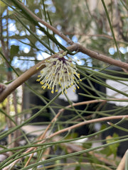 Hakea scoparia white flower