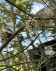 Hakea scoparia flower