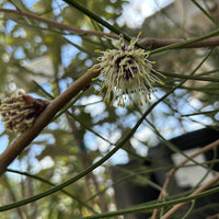 Hakea scoparia flower