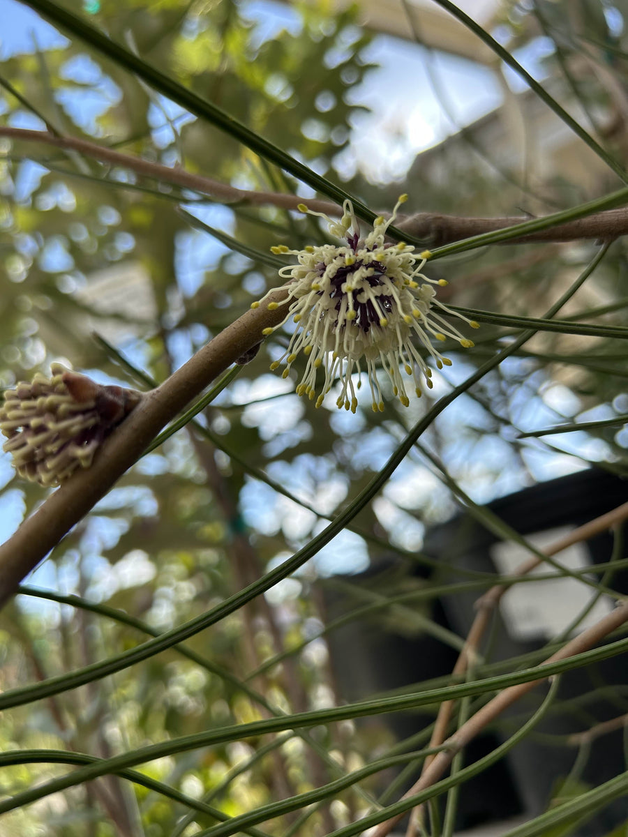 Hakea scoparia flower