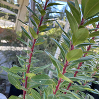 Arbutus 'Marina' , Marina Strawberry Tree Foliage and Bark