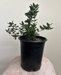 Lonicera hispidula var. vacillans (Hairy Honeysuckle)