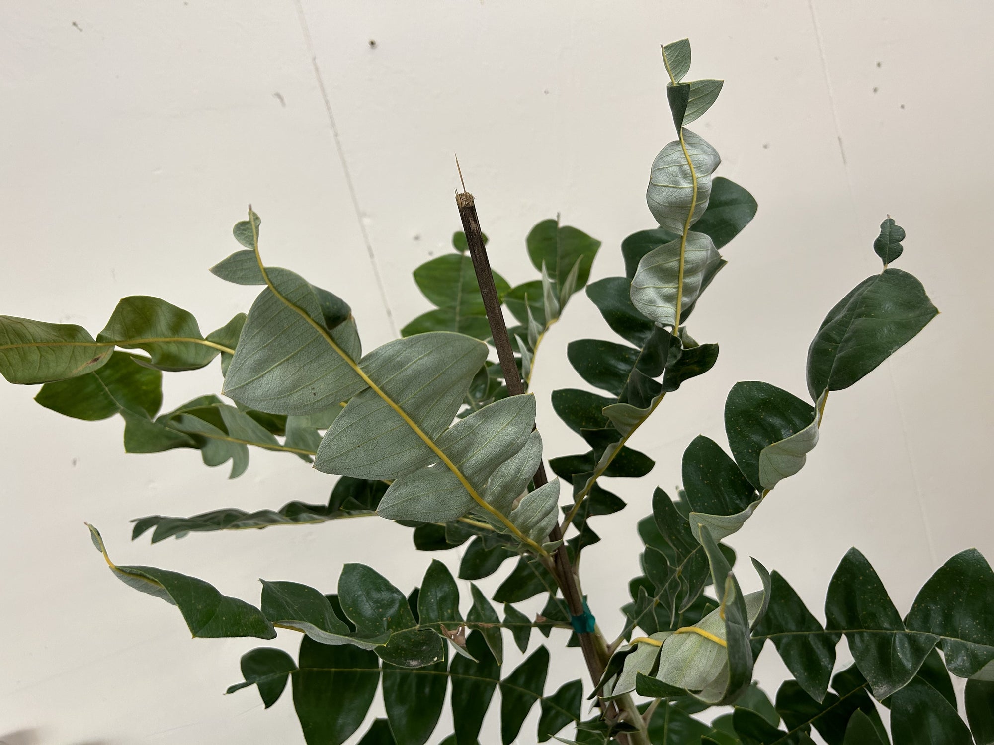 Banksia grandis foliage