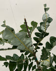 Banksia grandis foliage