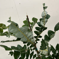 Banksia grandis foliage