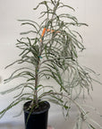 Banksia victoriae