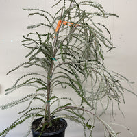 Banksia victoriae