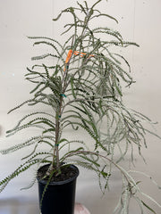 Banksia victoriae