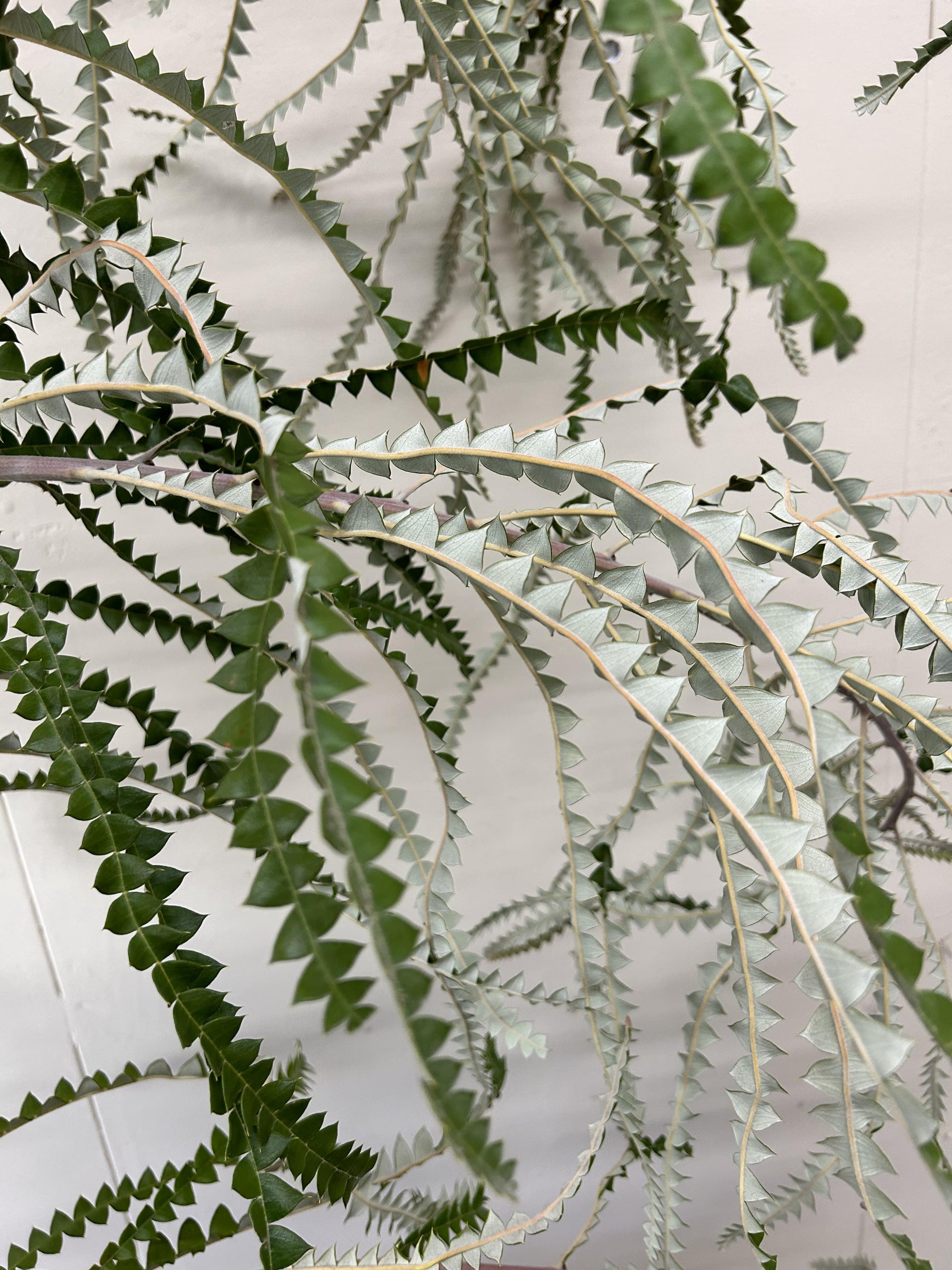 Banksia victoriae foliage
