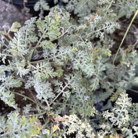 Ambrosia pumila, San Dieog Ambroisa Foliage