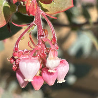 Arctostaphylos 'Lester Rowntree' Pink Flower Cluster