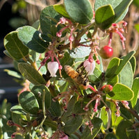Arctostaphylos 'Lester Rowntree' flower,bee, and berry
