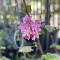 Ribes sanguineum var. glutinosum, Pink Flowering Currant  Flower