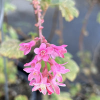 Ribes sanguineum var. glutinosum, Pink Flowering Currant Flower cluster