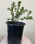 Arctostaphylos viridissima, White Haired Manzanita