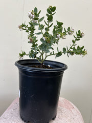 Arctostaphylos viridissima, White Haired Manzanita