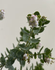 Arctostaphylos viridissima, White Haired Manzanita Flowers