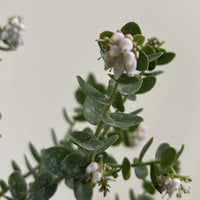 Arctostaphylos viridissima, White Haired Manzanita Flowers