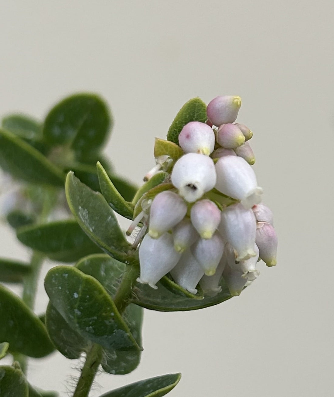 Arctostaphylos viridissima, White Haired Manzanita Flower cluster