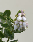 Arctostaphylos viridissima, White Haired Manzanita Flower cluster