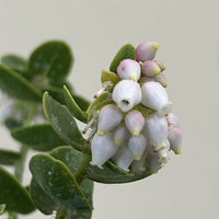 Arctostaphylos viridissima, White Haired Manzanita Flower cluster