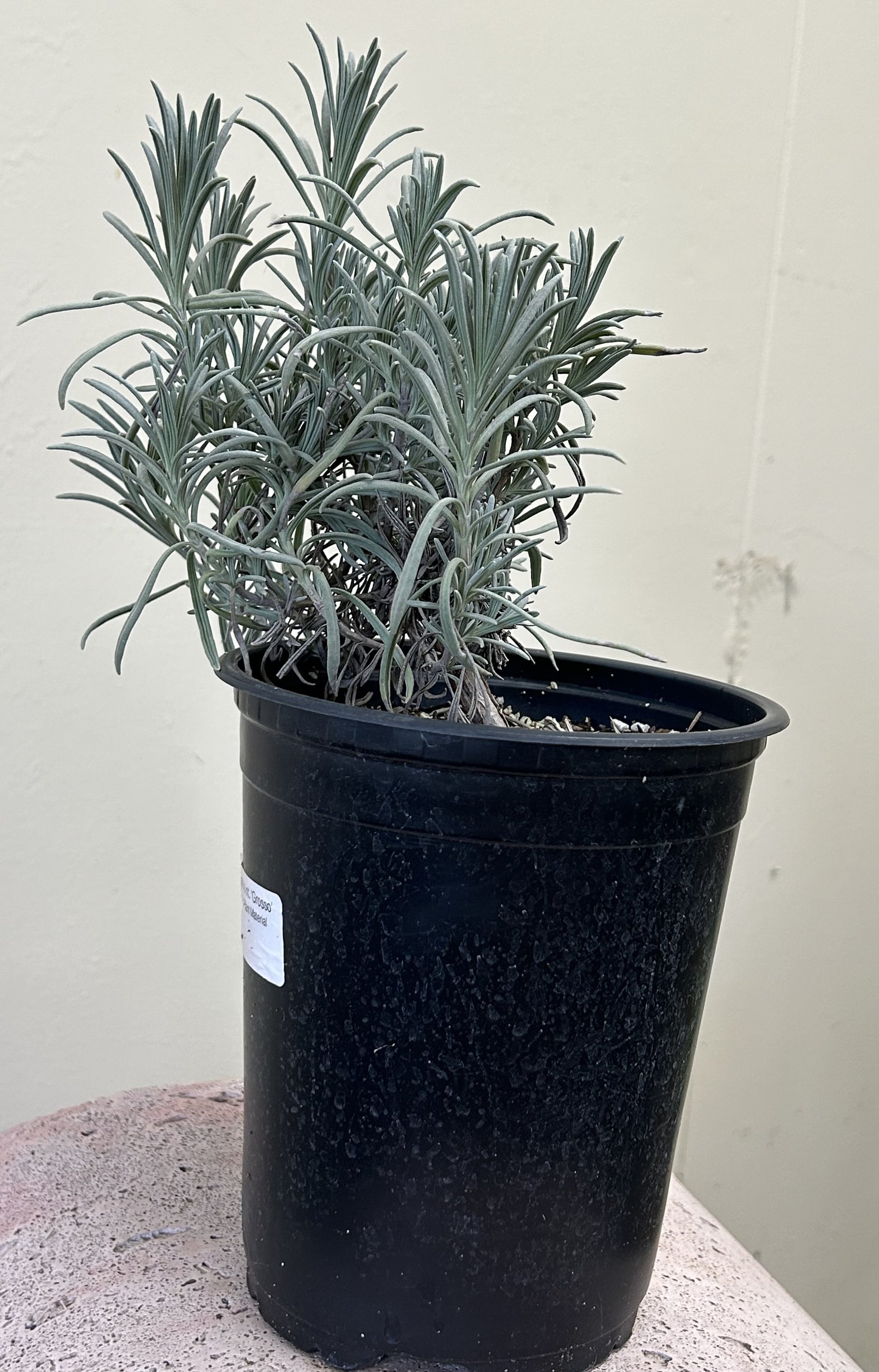 Lavandula int. 'Grosso'