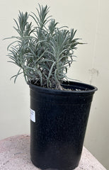 Lavandula int. 'Grosso'