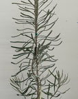 Banksia attenuata 'Dwarf'