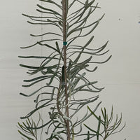 Banksia attenuata 'Dwarf'