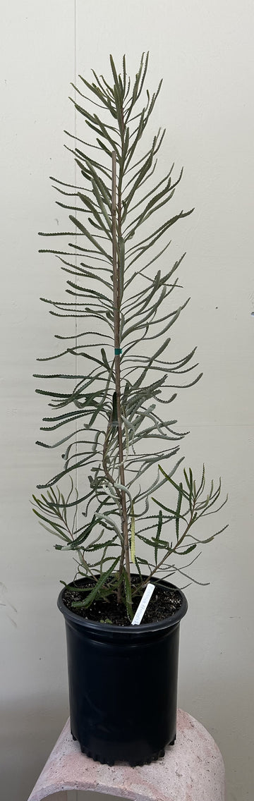 Banksia attenuata 'Dwarf'