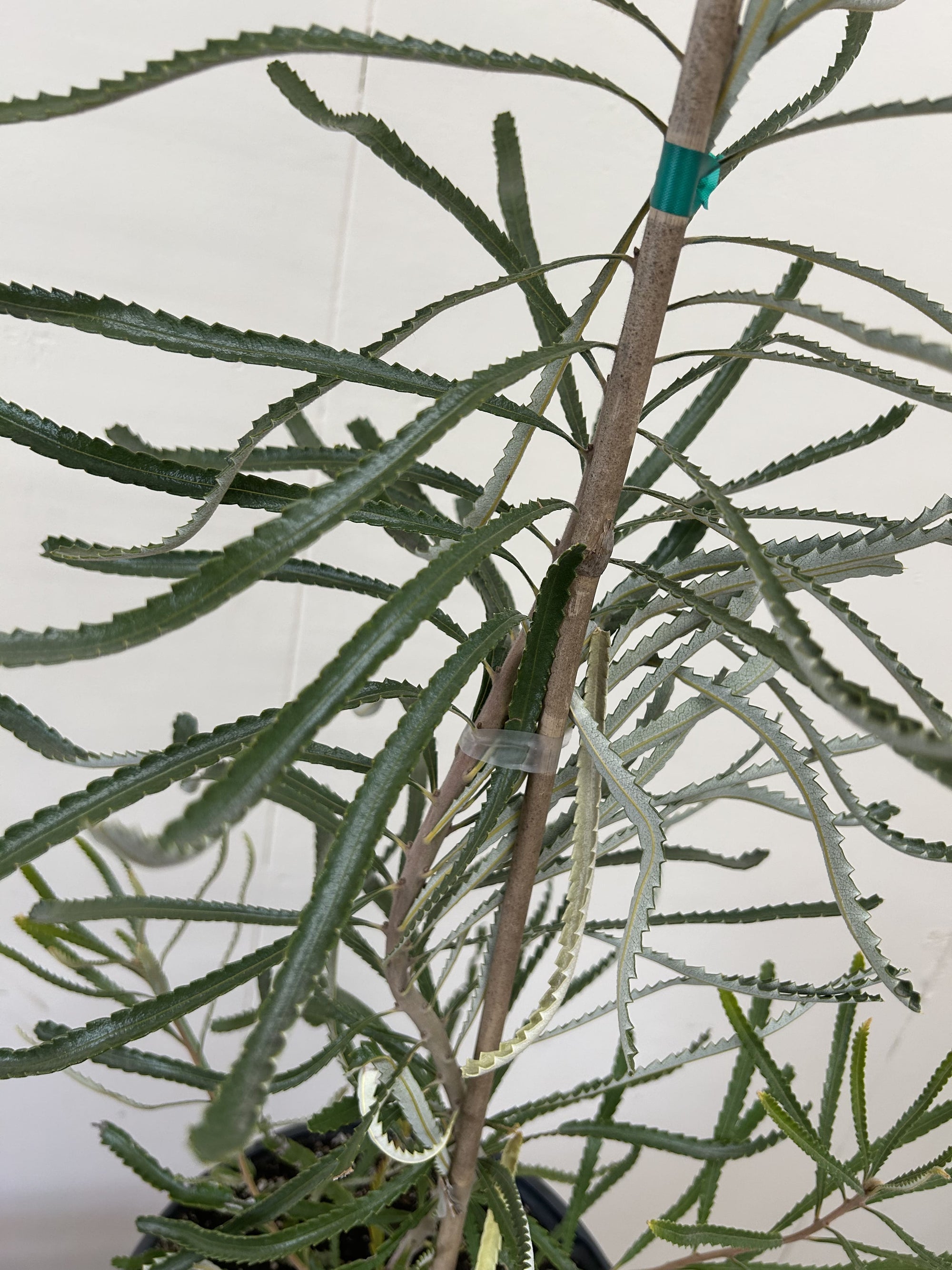 Banksia attenuata 'Dwarf' Foliage