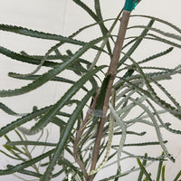 Banksia attenuata 'Dwarf' Foliage
