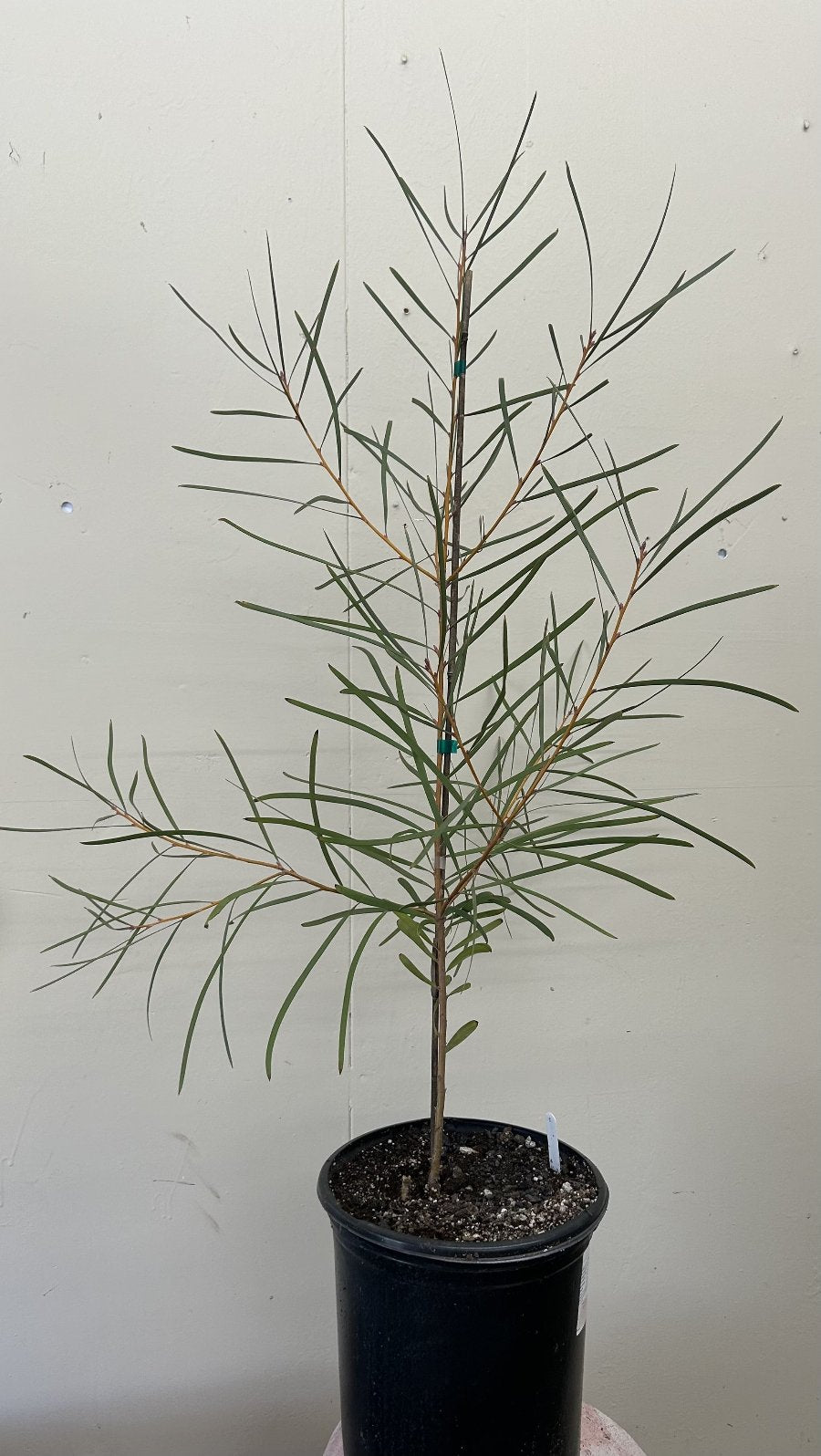 Hakea coriacea, Pink Spike Hakea – Plant Material