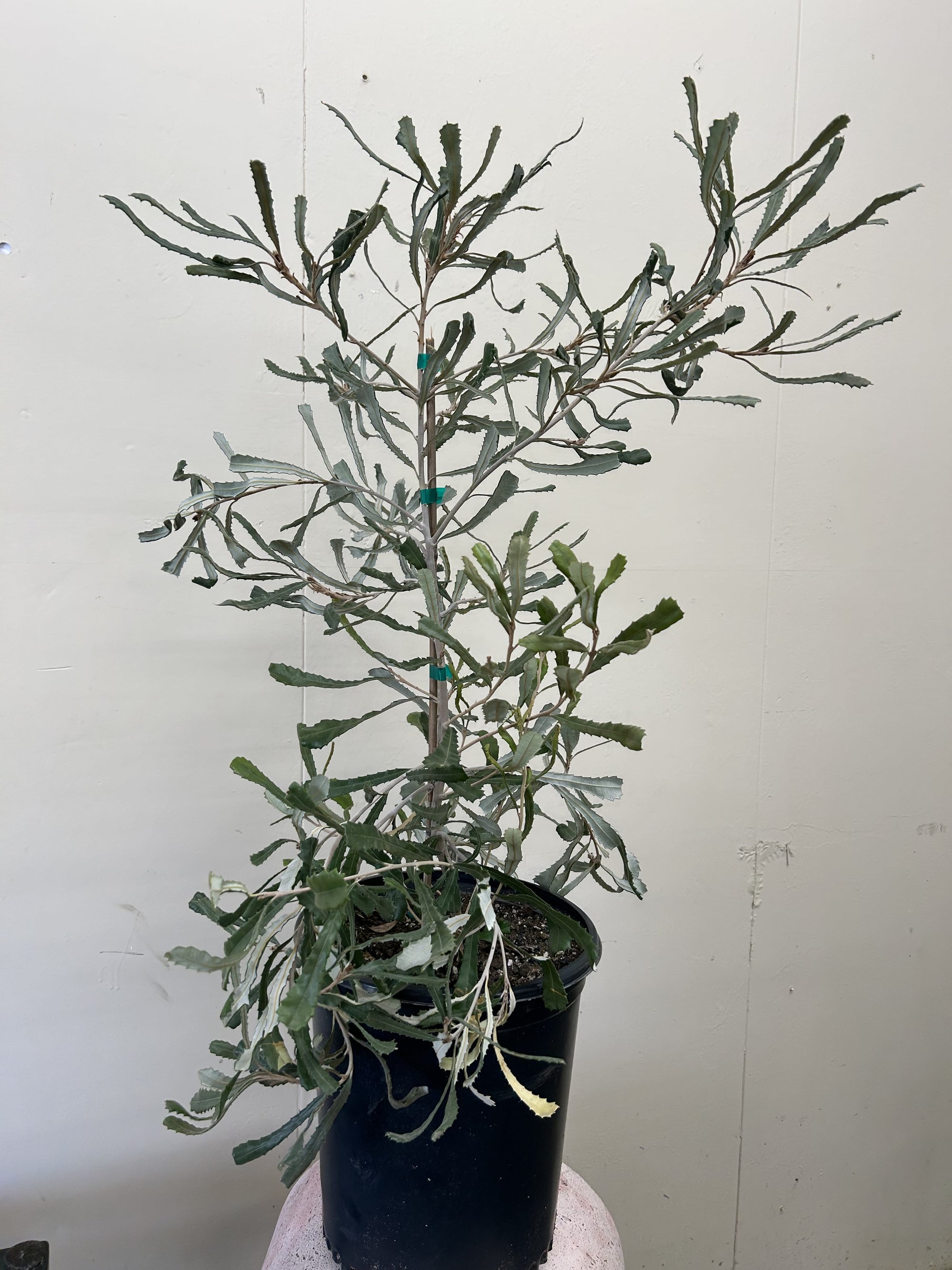 Banksia pilostylis
