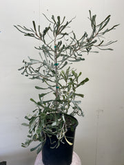 Banksia pilostylis