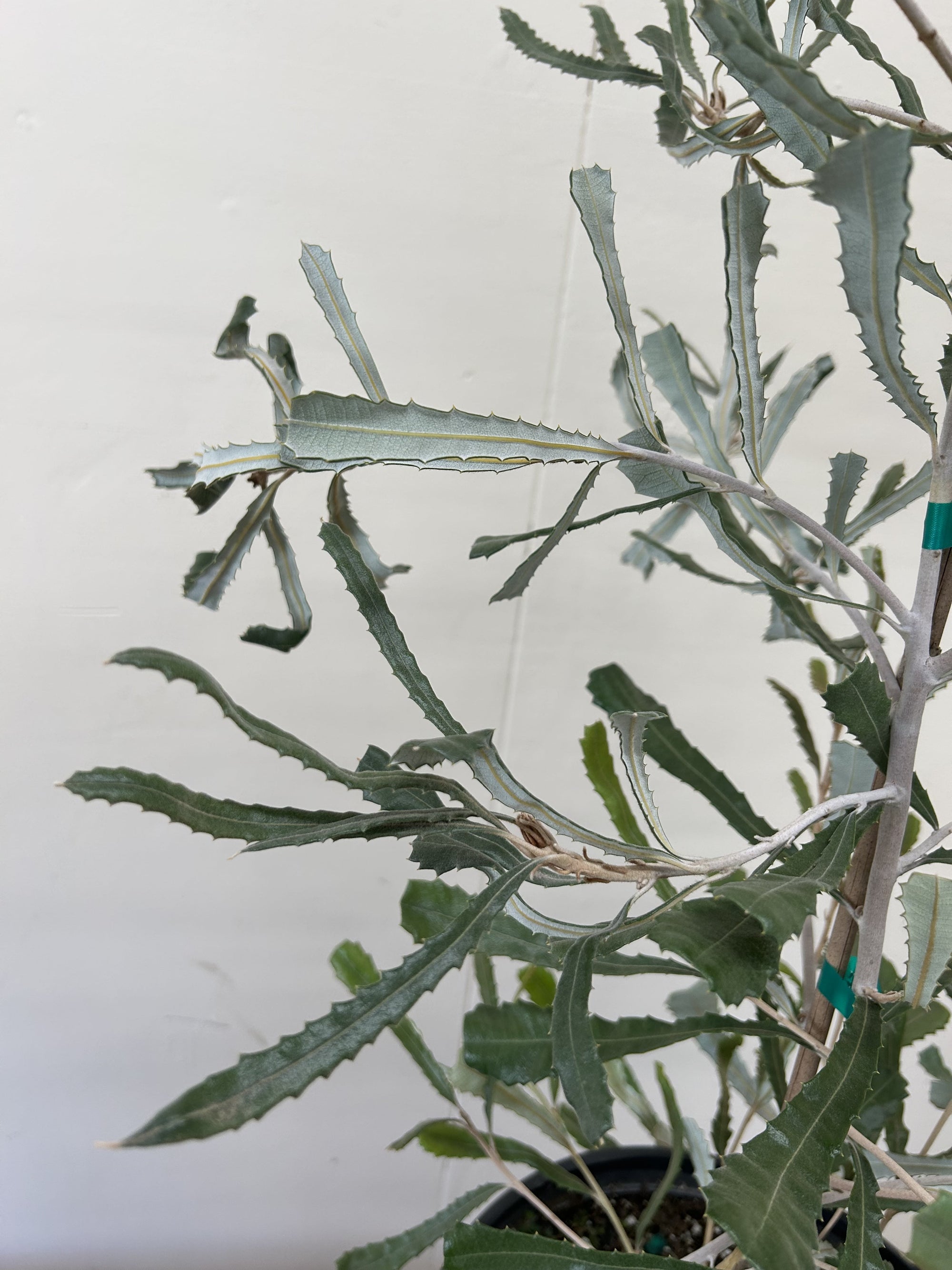 Banksia pilostylis foliage