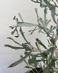 Banksia pilostylis foliage