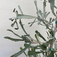 Banksia pilostylis foliage
