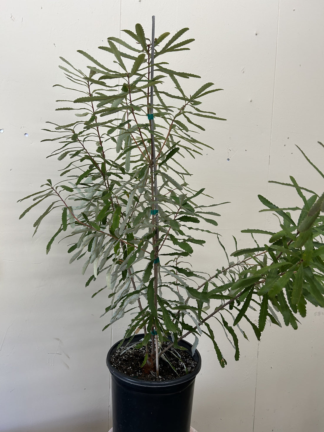 Banksia oblongifolia, Fern-leaved Banksia