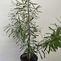 Banksia oblongifolia, Fern-leaved Banksia