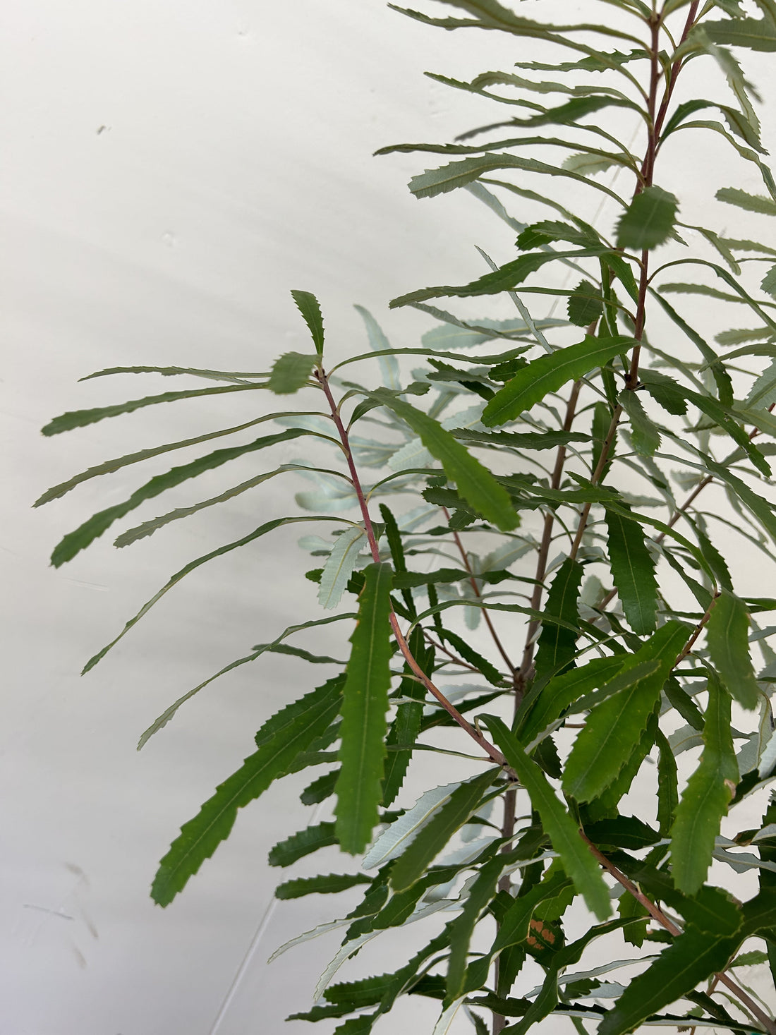 Banksia oblongifolia, Fern-leaved Banksia foliage
